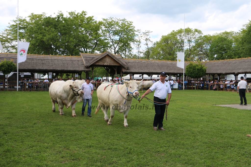 Hódmezővásárhely 2019