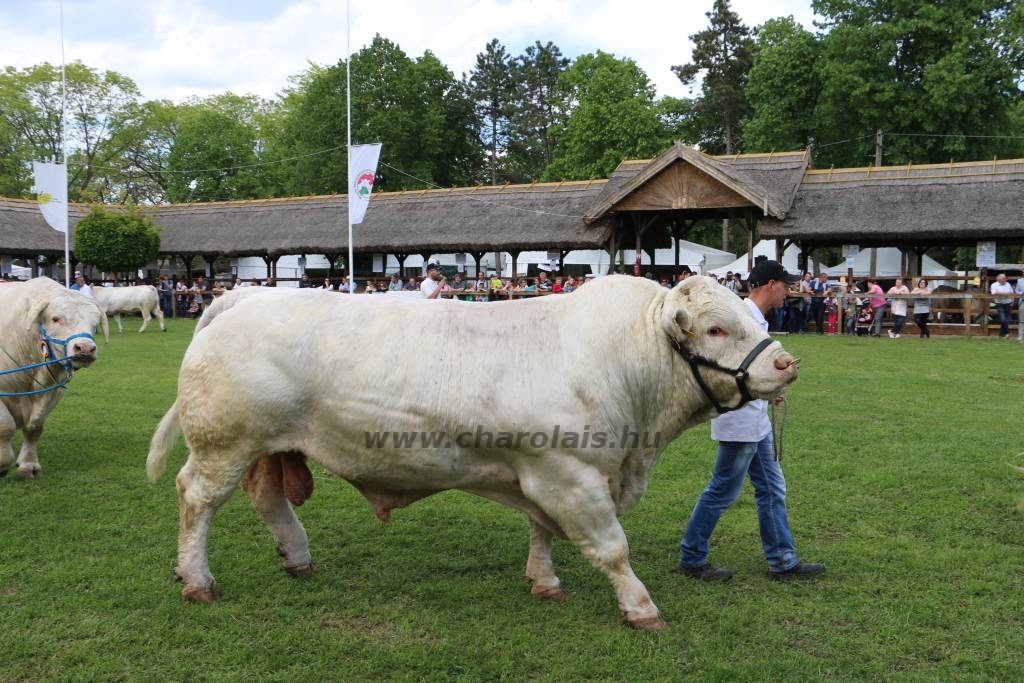 Hódmezővásárhely 2019