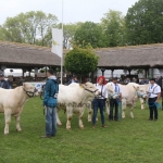 Hódmezővásárhely 2019