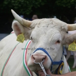 Hódmezővásárhely 2019