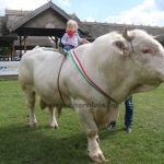 Hódmezővásárhely 2019