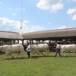 Hódmezővásárhely 2019