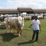 Hódmezővásárhely 2019