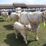 Hódmezővásárhely 2019