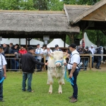 Hódmezővásárhely 2019