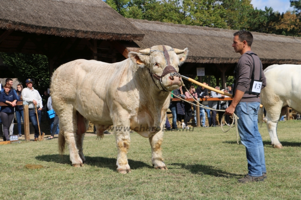 Hódmezővásárhely 2021