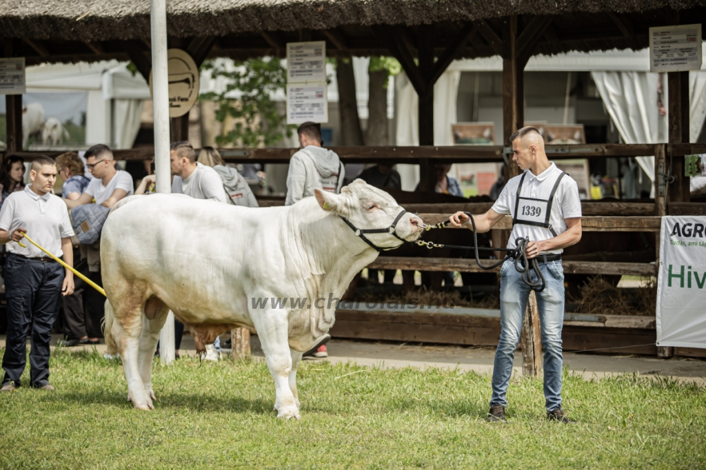 Hódmezővásárhely 2023